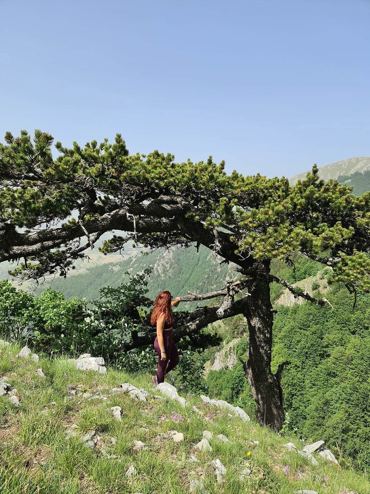 Carlotta in piedi accanto ad un pino loricato, pianta tipica che si può visitare sul pollino