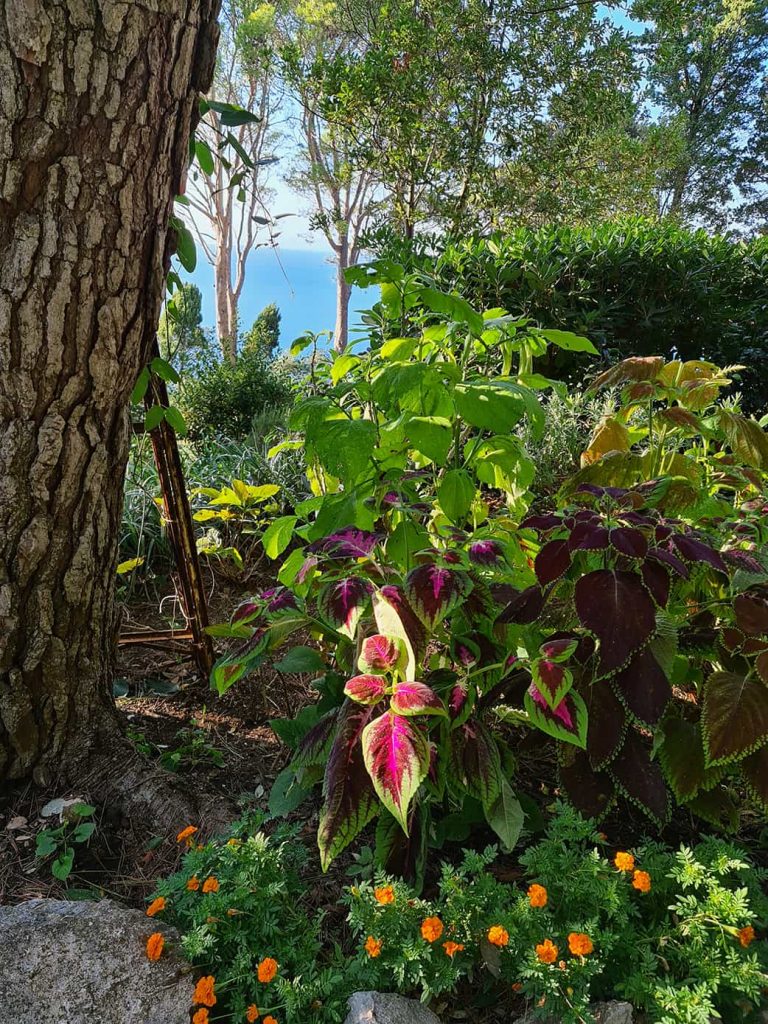 La foto dei giardini pieni di verde di Villa Lysis